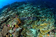 Turbinaria reniformis Turbinaria mesenterina-Tomia Ali Reef -7m-20180526-Denis-ADER-DSC_0797_tn